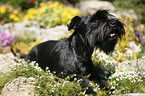 Miniature Schnauzer