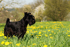 Miniature Schnauzer