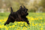 running Miniature Schnauzer