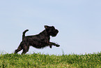 running Miniature Schnauzer