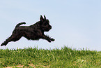 jumping Miniature Schnauzer