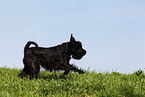 running Miniature Schnauzer