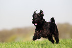 running Miniature Schnauzer