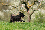 running Miniature Schnauzer