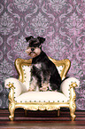 sitting Miniature Schnauzer