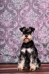 sitting Miniature Schnauzer