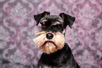 Miniature Schnauzer Portrait