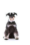 sitting Miniature Schnauzer