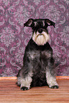 sitting Miniature Schnauzer