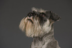 Miniature Schnauzer Portrait