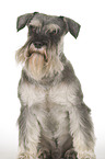 Miniature Schnauzer Portrait