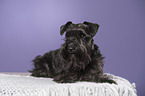 lying Miniature Schnauzer