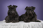 2 Miniature Schnauzer