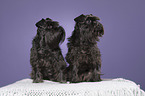 2 Miniature Schnauzer