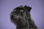 Miniature Schnauzer Portrait