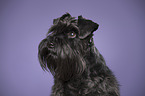 Miniature Schnauzer Portrait