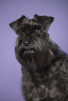 Miniature Schnauzer Portrait