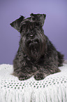 lying Miniature Schnauzer