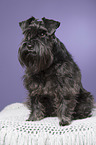 lying Miniature Schnauzer