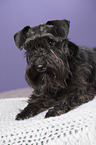 lying Miniature Schnauzer