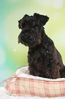 sitting Miniature Schnauzer