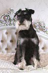 Miniature Schnauzer in bed