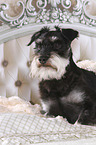 Miniature Schnauzer in bed