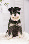 sitting Miniature Schnauzer