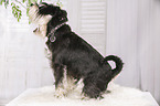 sitting Miniature Schnauzer