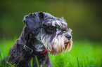 Miniature Schnauzer