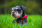 lying Miniature Schnauzer