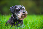 Miniature Schnauzer