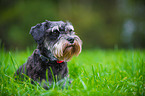 lying Miniature Schnauzer