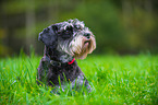 lying Miniature Schnauzer