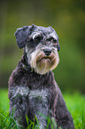 sitting Miniature Schnauzer