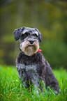 Miniature Schnauzer