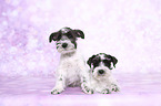 Miniature Schnauzer Puppies