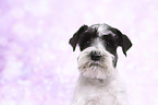 Miniature Schnauzer Portrait