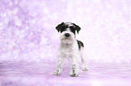 standing Miniature Schnauzer