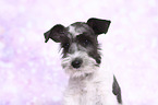 Miniature Schnauzer Portrait