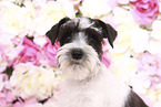 Miniature Schnauzer Portrait