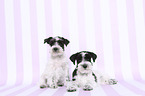 Miniature Schnauzer Puppies
