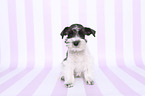 sitting Miniature Schnauzer