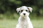 Miniature Schnauzer Portrait