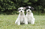 Miniature Schnauzer Puppies