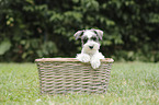Miniature Schnauzer Puppy