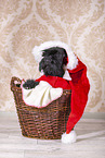 Miniature schnauzer with Christmas decoration