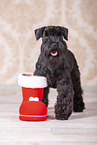 Miniature schnauzer with Christmas decoration