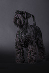black Miniature Schnauzer