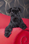 black Miniature Schnauzer